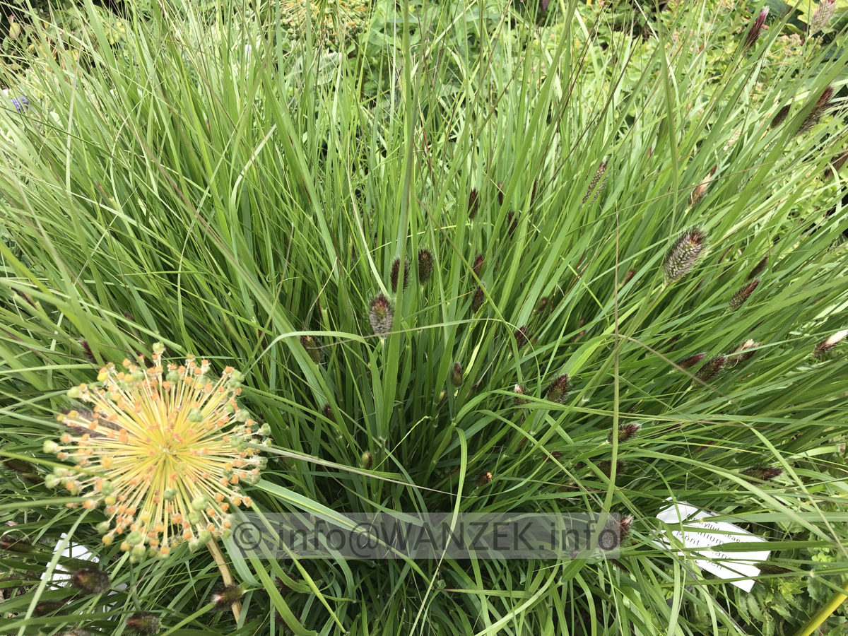 Pennisetum thunbergii Red Buttons 002.JPG